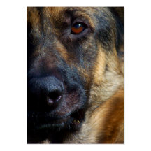 Eye of the Shepherd Business Cards