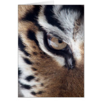 Eye of the Tiger Cards