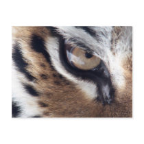 Eye of the Tiger Postcard