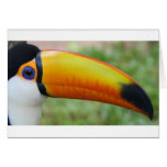 Eye of the Toucan Cards
