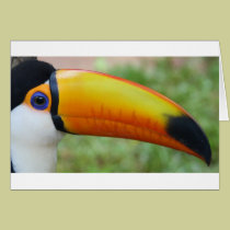 Eye of the Toucan cards