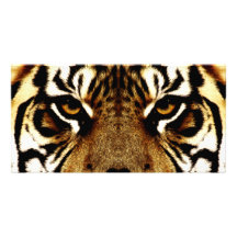 Eyes of a Tiger Personalized Photo Card