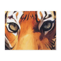 "Eyes of the Tiger" Paul Jackson Watercolor Post Cards