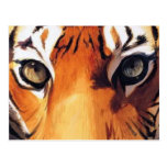 "Eyes of the Tiger" Paul Jackson Watercolor Post Cards