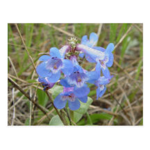 F0003 Blue Wildflowers Postcard