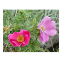F0004 Wild Roses Post Cards