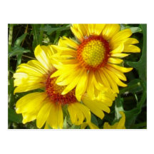 F0006 Yellow Wildflowers Postcard