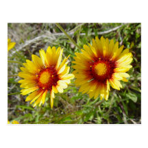 F0008 Yellow Wildflower Duet Postcard