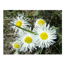 F0010 White Wildflowers Postcards