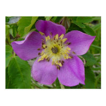 F0013 Prickly Rose/Alberta Wild Rose postcard