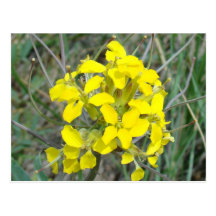 F0014 Yellow Wildflowers postcards