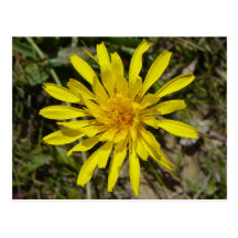 F0021 Yellow Wildflower postcard