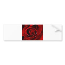 Fabulous Red Rose