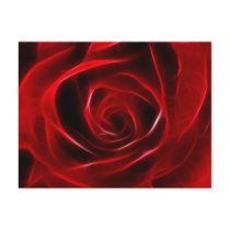 Fabulous Red Rose