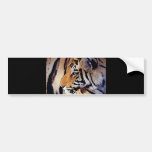 Face of Tiger Bumper Stickers