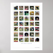 Faces of Agility - Cocker Spaniel Edition Posters