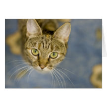 Facilité bienveillante d'aide de chats la douleur cartes de vœux