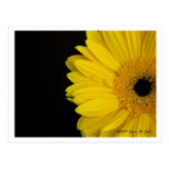 Facing Simpleness Postcard