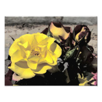Faded Yellow Roses print Art Photo