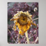 Fading Like a Flower Fine Art Photography Print