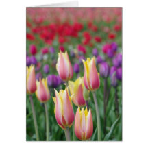 Fading Tulips Cards