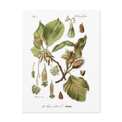 Fagus silvatica (Beech) Postcards by Botany_Boy