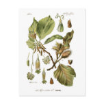 Fagus silvatica (Beech) postcards