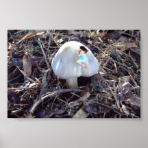 Fairy Crash Poster