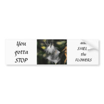 Fairy Dresses Bumper Sticker