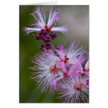 Fairy Duster Card