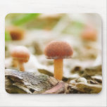 Fairy Ring Mushrooms Mouse Pads