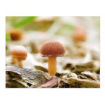 Fairy Ring Mushrooms Post Cards
