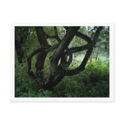 Fairy Tree Postcard by Barbara_Stock