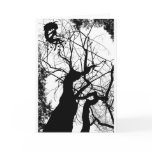 FAIRY WEBBY TREE B&W CARD
