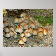 Fairyland congregation print