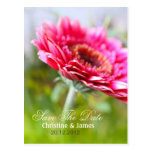 Faites gagner la date, carte postale rose de gerbe cartes postales