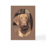 Faithful Friend Greeting Cards