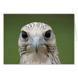 Falcon Greeting Card