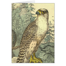 Falcon Greeting Cards