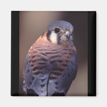 falcon magnets