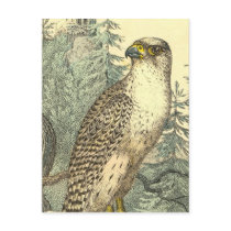 Falcon Post Card