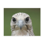 Falcon Post Cards