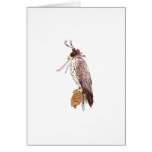 falconry cards