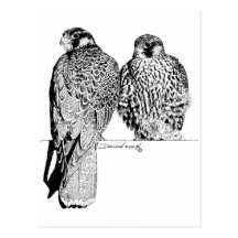 Falcons de prairie cartes postales