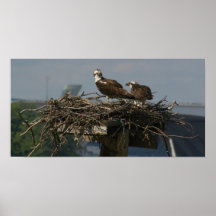 Falcons pérégrins poster