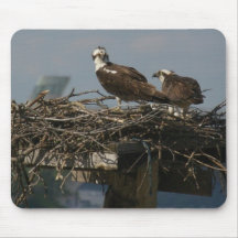 Falcons Tapis De Souris