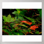 Fall 2007 print