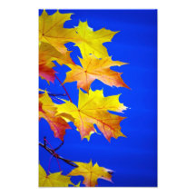 Fall Against Blue. Photographic Print