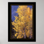 Fall aspen tree bordered poster print