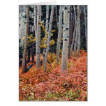Fall Aspens Cards